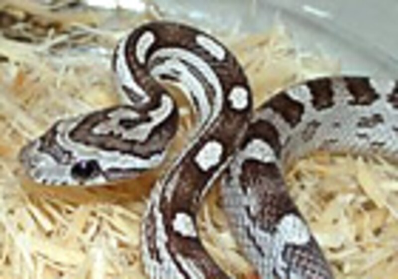 うちにはアネリいないんですよ．．．