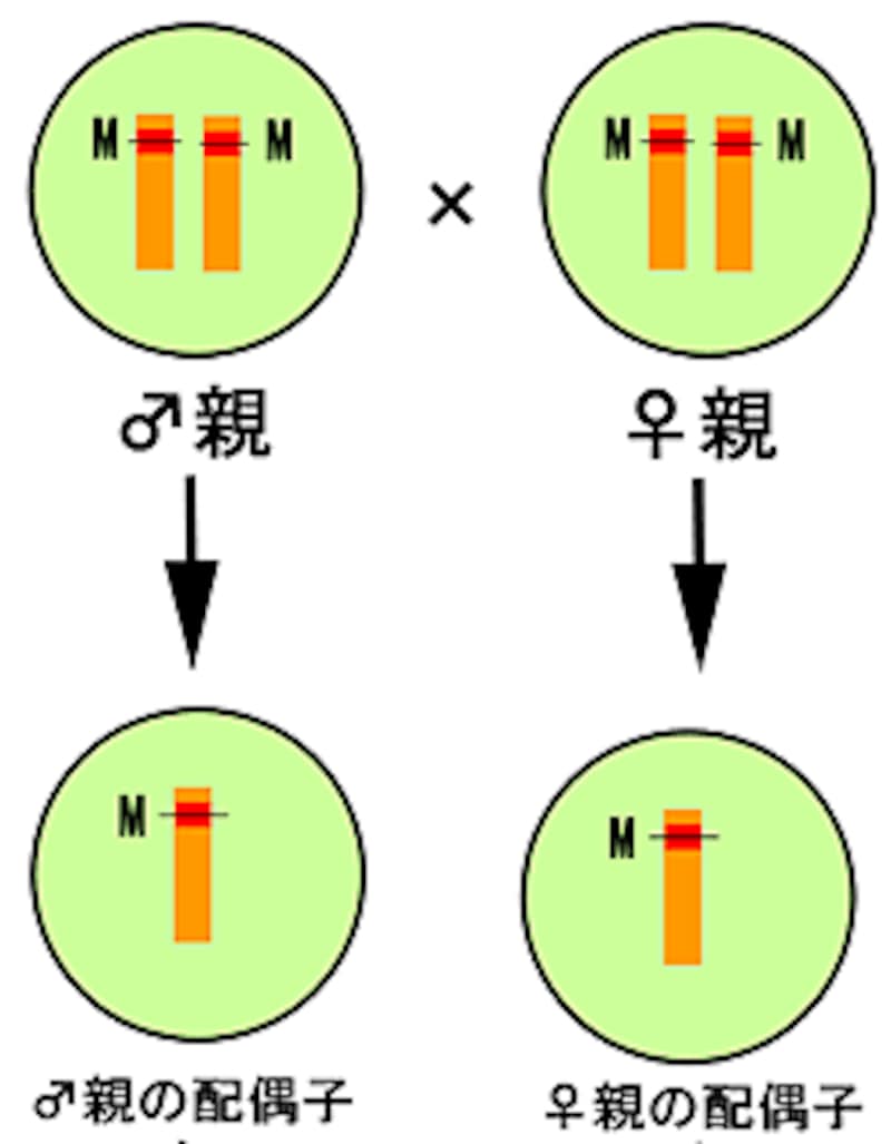 会心の画像．．．？