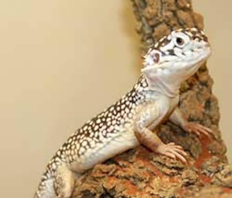 こんなに美しいトカゲになるとと誰が予想しただろうか?いや、誰もしていなかった