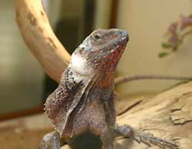 日本中の人がみんな持っているエリマキトカゲのイメージを覆す個体