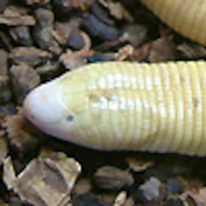 シロハラミミズトカゲ