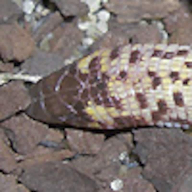 コモチミミズトカゲ