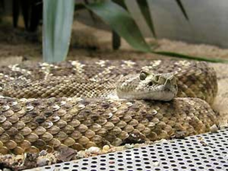 日本にもガラガラヘビはいるの 両爬のq A 爬虫類 両生類 All About