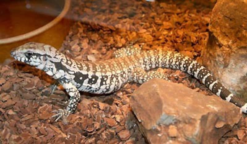 （ブルーテグー）…ミナミテグー！爬虫類・トカゲの基本情報と飼育方法