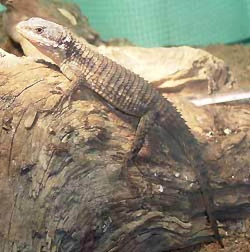 ヨロイトカゲは強い照明を使って飼育しているから、写真にすると光の加減が難しい