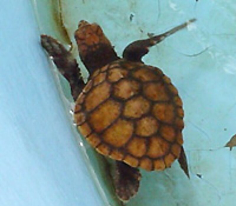 少し育ってしまっています