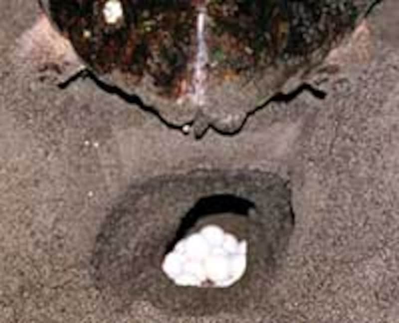 こういうシーンが見られるなんて信じられますか?