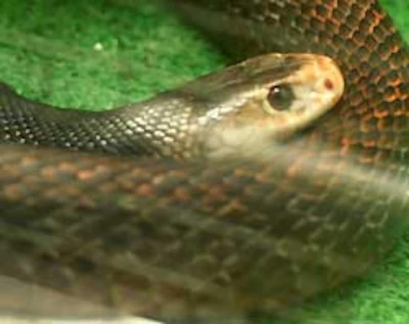 インランドタイパンほどではないが、最凶クラス