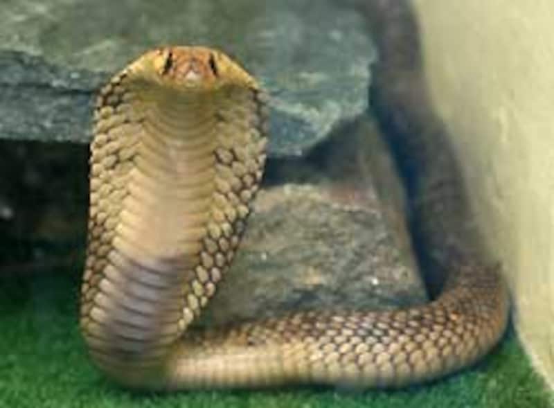 これぞコブラ！！って感じの写真