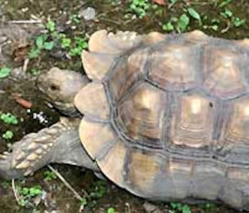 外で飼われていると、なんだか良い感じ