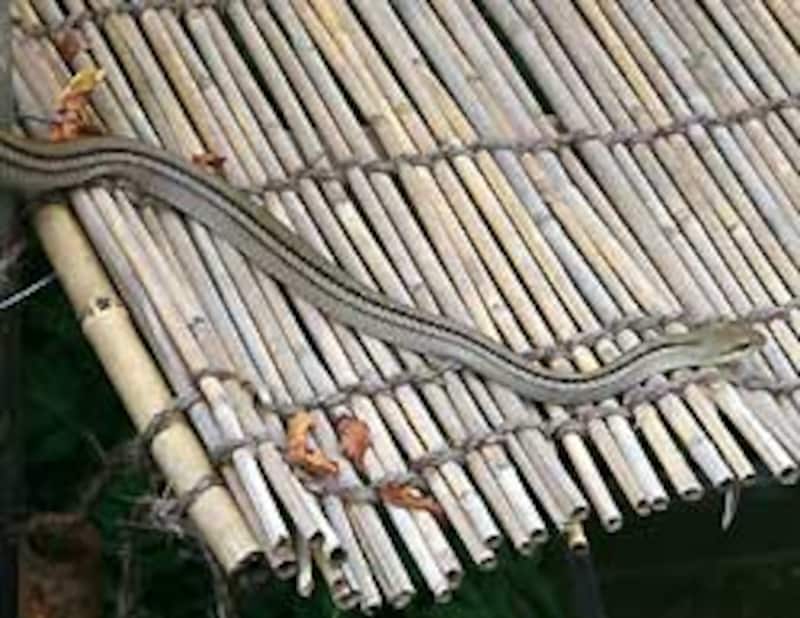 お馴染みの風景