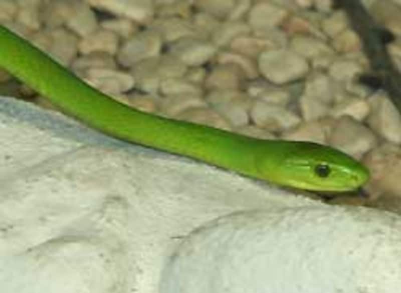 ほにゅららアオヘビではありません