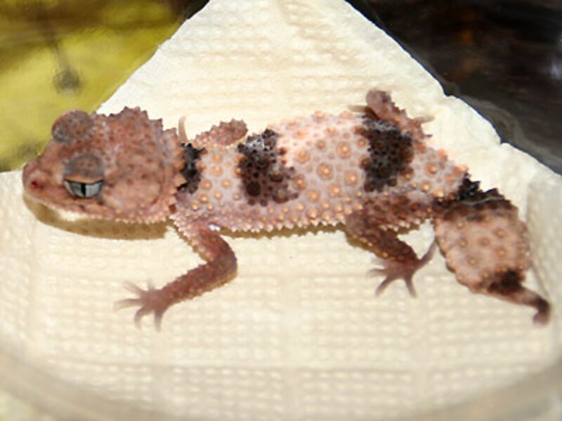 オビタマオヤモリ