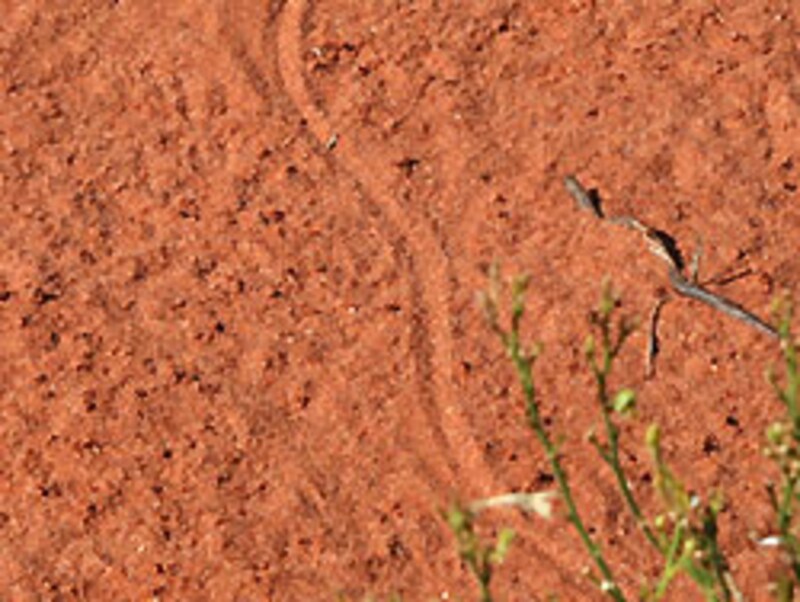 こんなのがたくさんあるわけだ