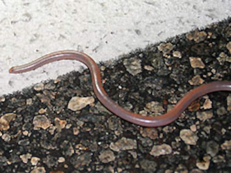 どう見てもある種の寄生虫だね