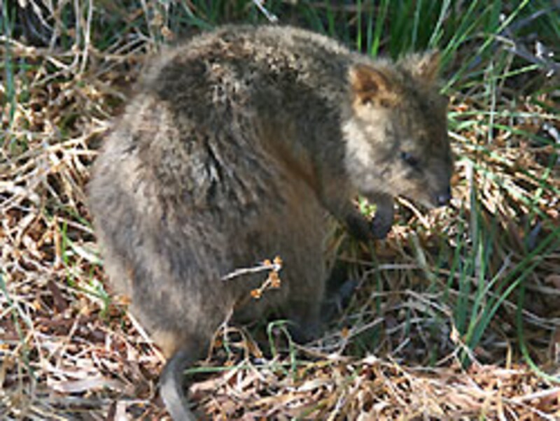 こんなのだったらいっぱいいるんだが