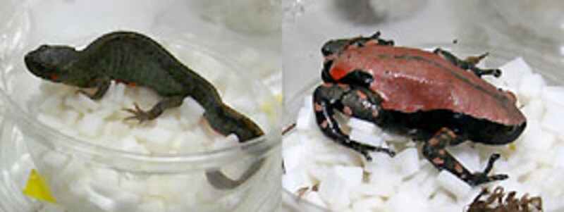 左：ハナダイモリ 右：コガタナゾガエル