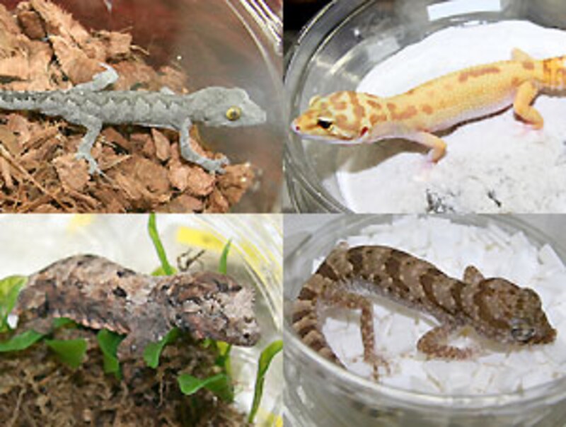 左上：スパイニーテールイシヤモリ 右上：ヒョウモントカゲモドキ・ラプター 左下：チャホウアミカドヤモリ 右下：アスワンハリユビヤモリ