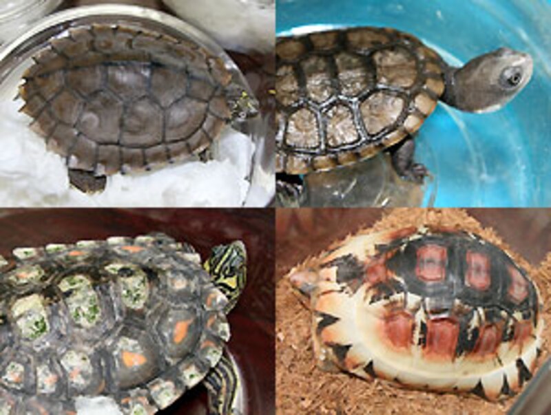 左上：サビーンチズガメ 右上：たしかライマンナガクビ 左下：キマダラチズガメ 右下：たしかマルギナータリクガメの色変