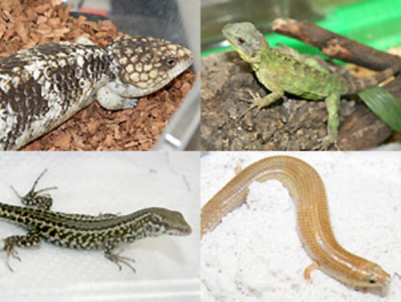 左上：マツカサトカゲ 右上：バナナスパイニーテールイグアナ 左下：チレニアカベカナヘビ 右下：ミモダエトカゲの一種