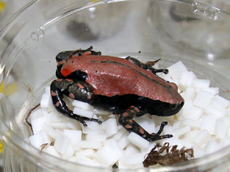 コガタナゾガエル 爬虫類 両生類 All About コガタナゾガエル 爬虫類 両生類 All About