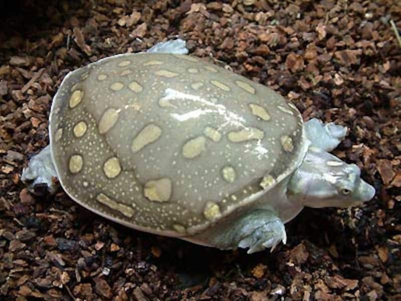 キタインドハコスッポンの基本情報と飼育方法