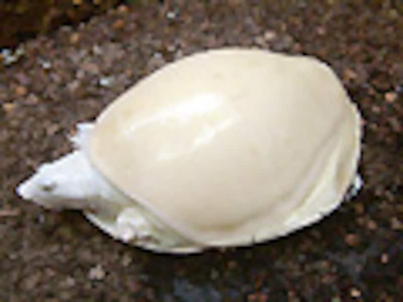 リューシスティック