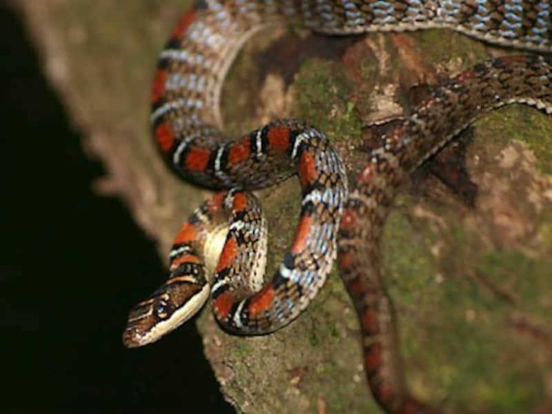ベニトビヘビの基本情報と飼育方法