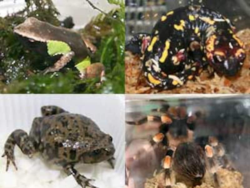 左上：バロンアデガエル 右上：ポルトガルファイアサラマンダー・コインブラ 左下：ヒトヅラオオバガエル 右下：スミシィ