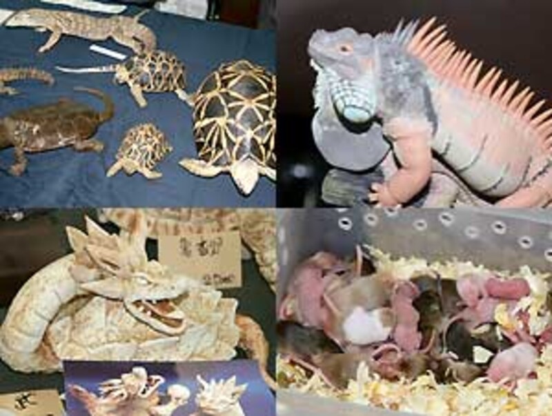 左上：剥製屋さん 右上：Count Blueさん作グリーンイグアナのフィギュア 左下：知る人ぞ知る、アノ人の焼き物 右下：ネズミ。餌用でもペットでもおっけー