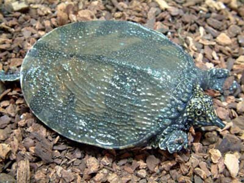 インドシナオオスッポン 爬虫類 両生類 All About