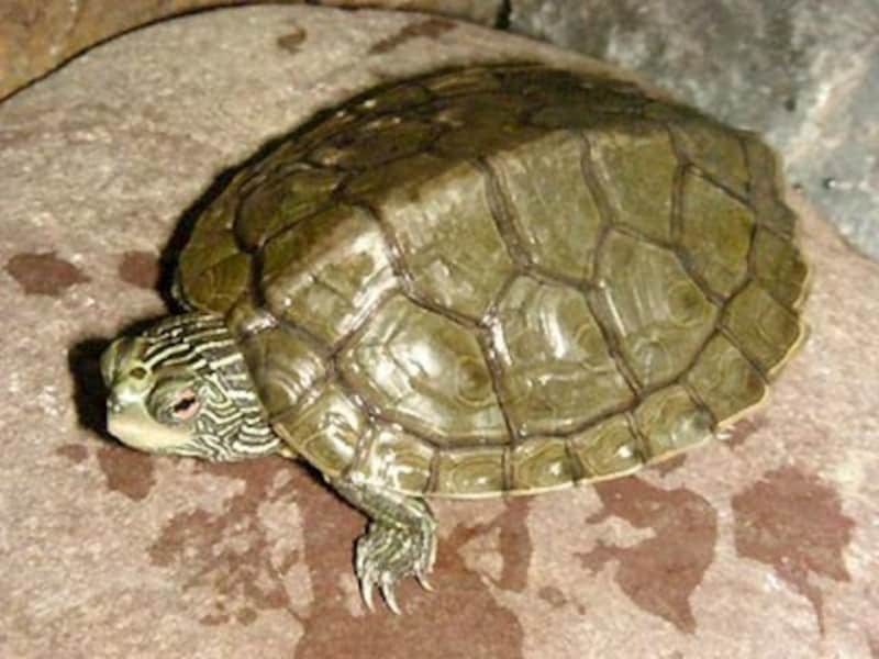 ヒラチズガメの基本情報と飼育方法