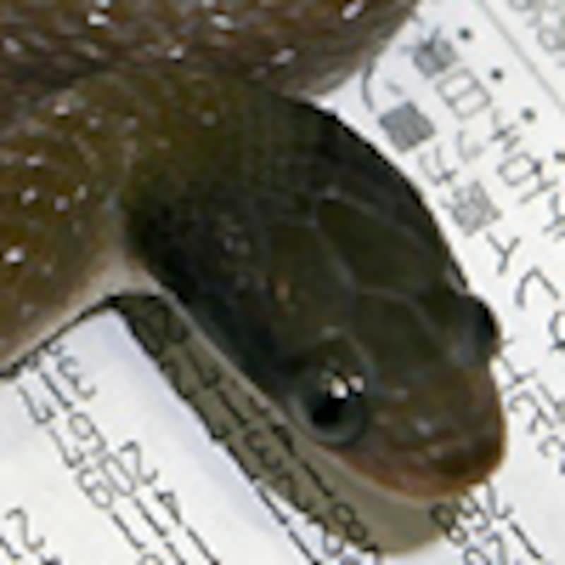 ヘラルドスネーク