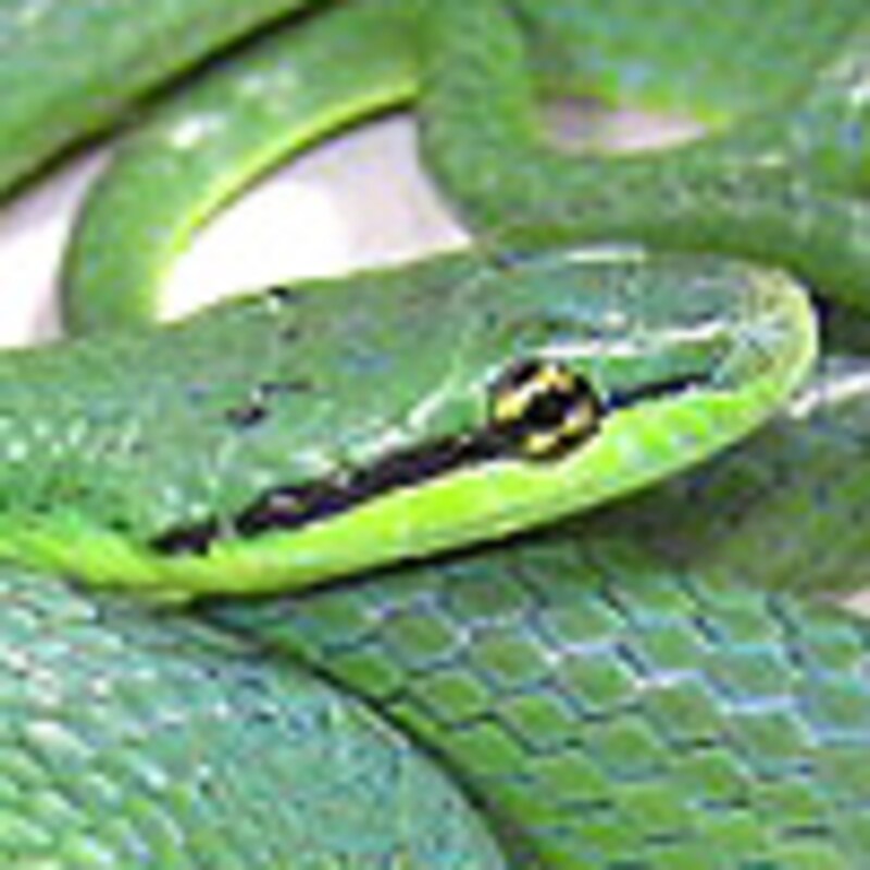 スジメアオナメラ