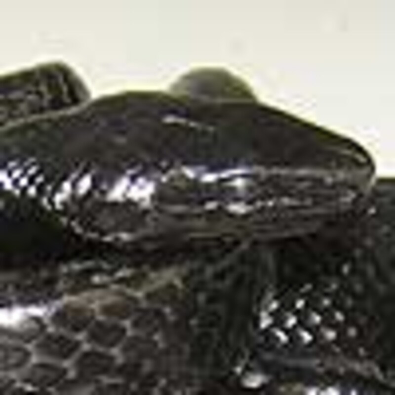 メラニスティック・ジャンセンラットスネーク