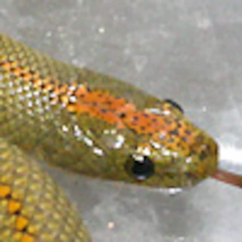 オーロラハウススネーク