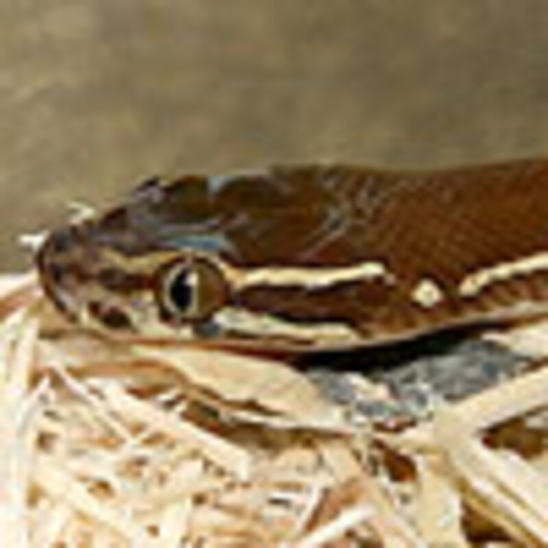 ストライプハウススネーク