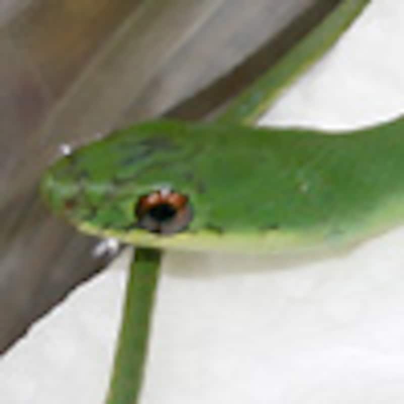 モエギコダマヘビ