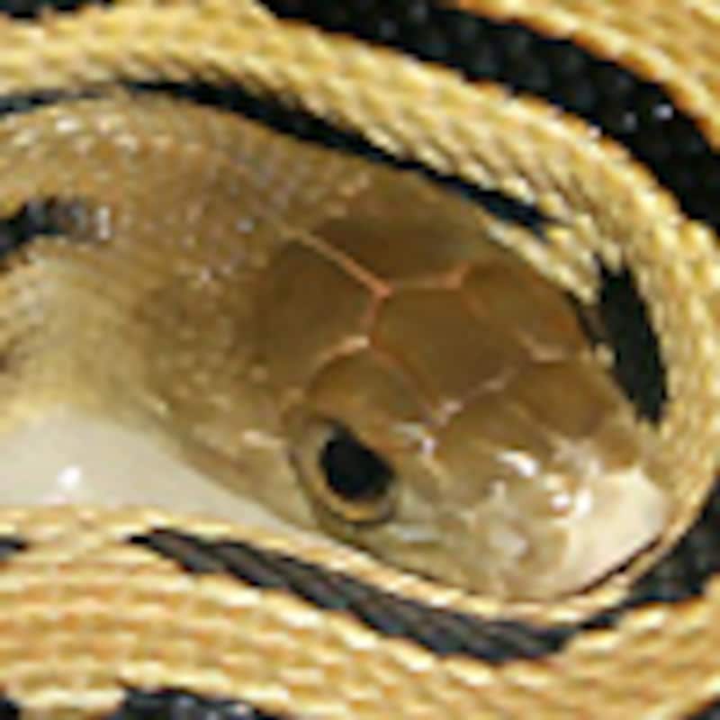 メキシカンラインドゴファースネーク