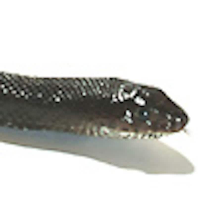 ブラックパインスネーク