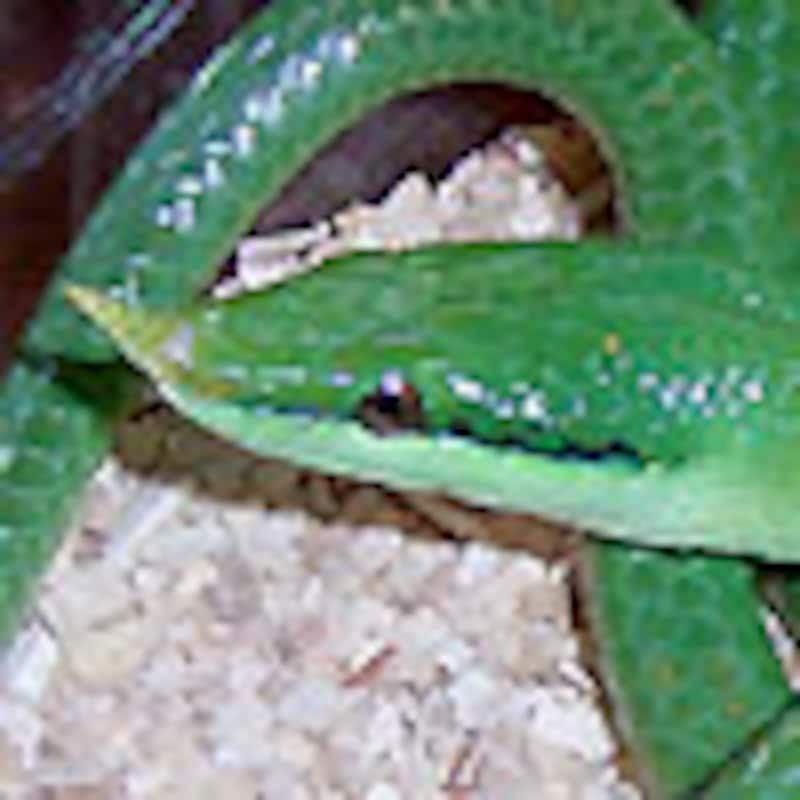 ライノラットスネーク