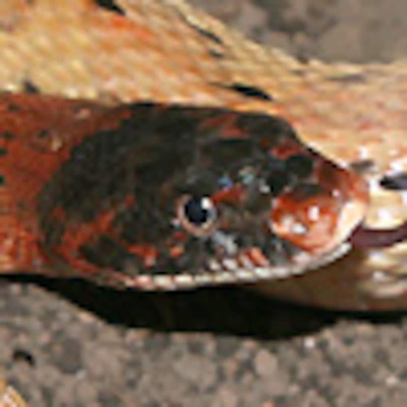 ロイヤルディアデマスネーク