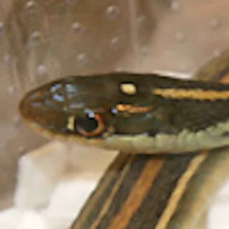 トウブリボンヘビ