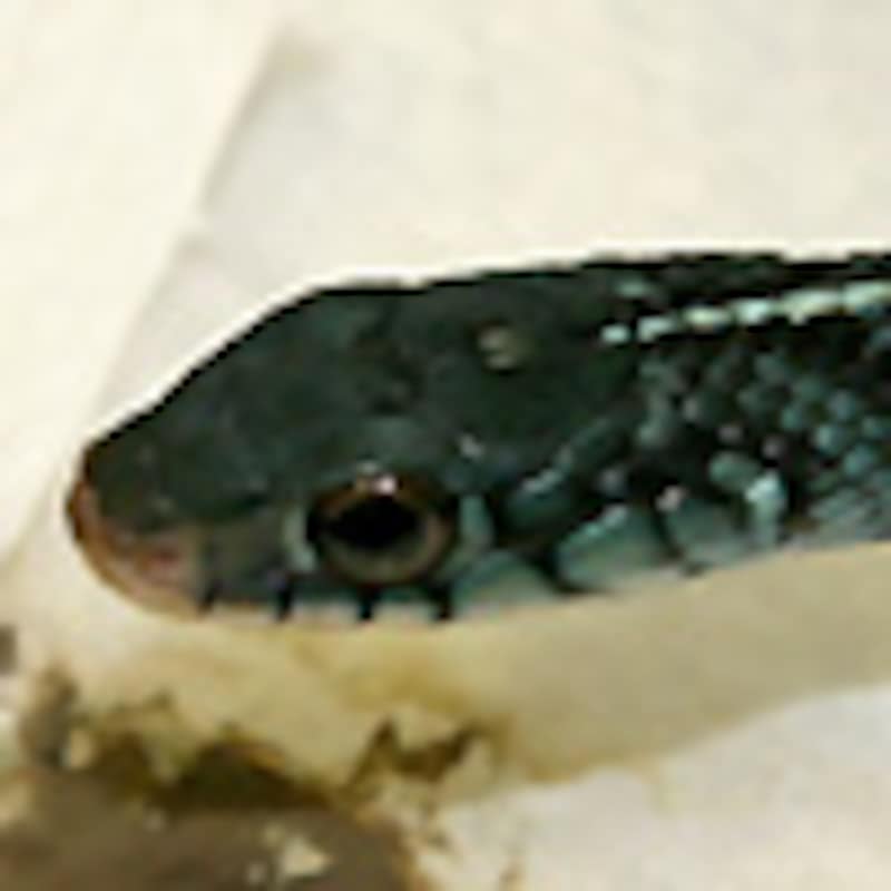 アオスジガータースネーク