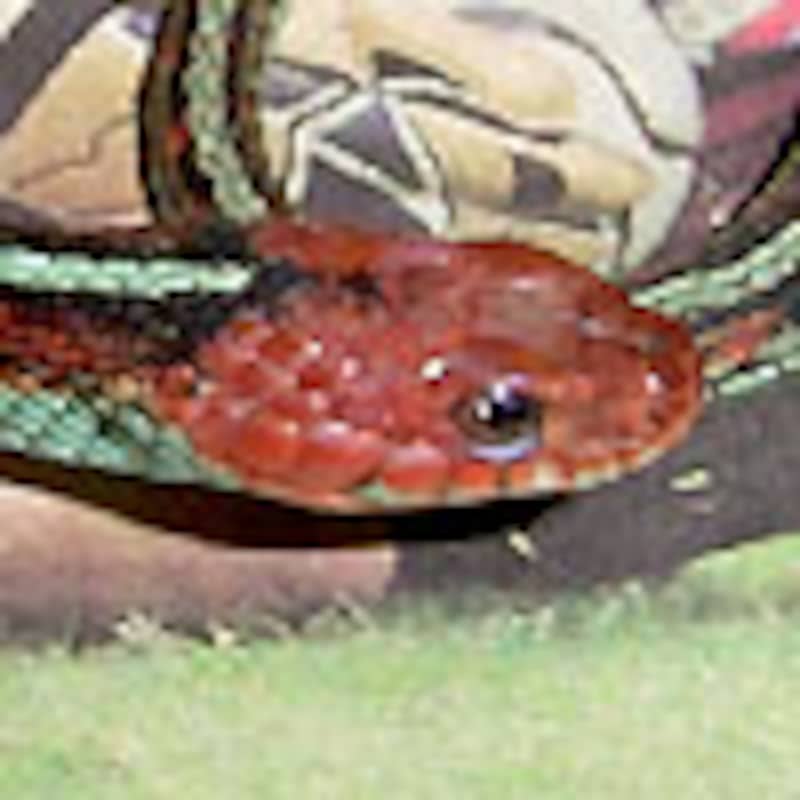 サンフランシスコガータースネーク