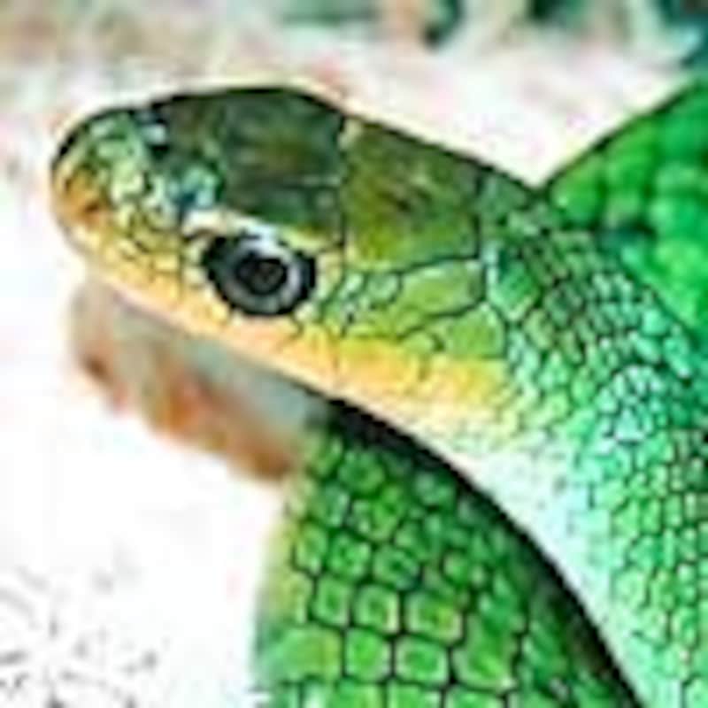 ミドリカサントウ