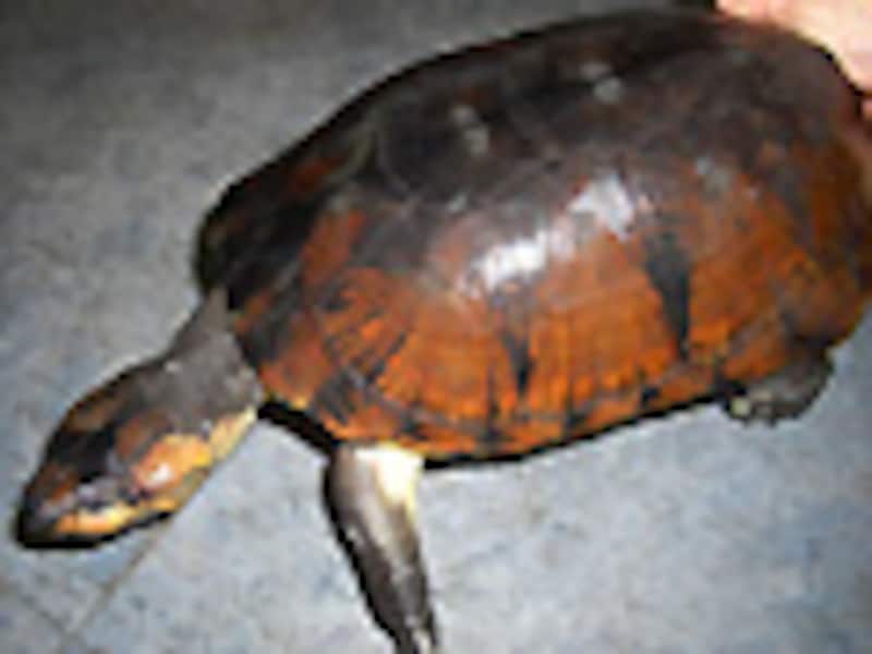 モリハコヨコクビガメの成体