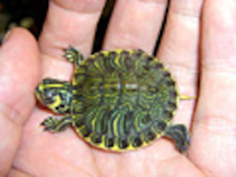 キバラガメ幼体