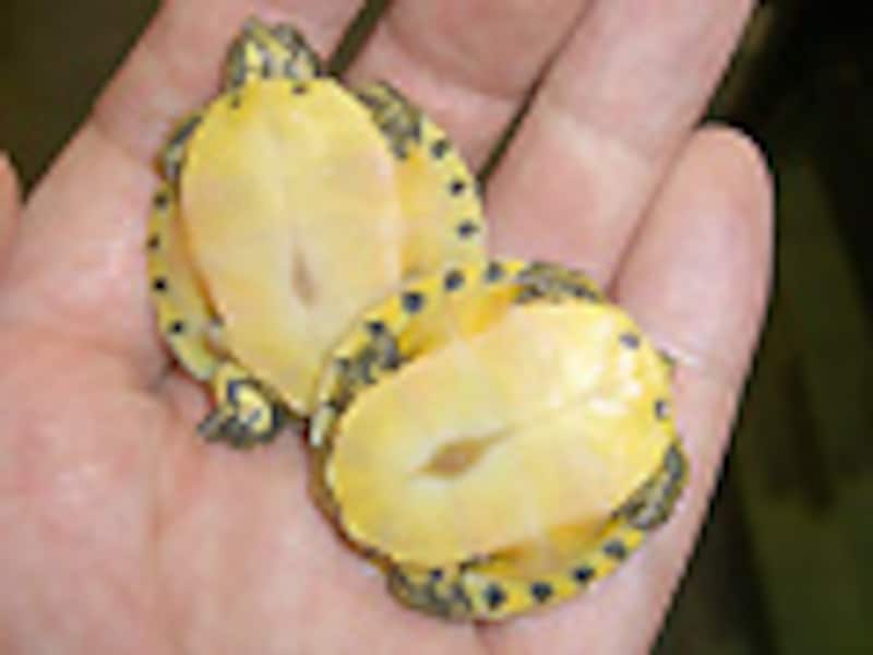 キバラガメ腹甲