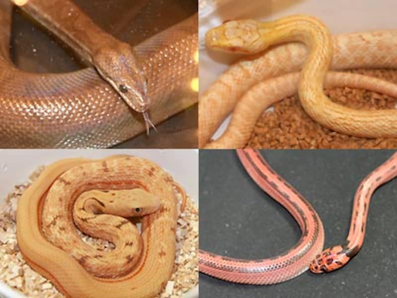 左上：コロンビアレインボーボア 右上：アルビノアオダイショウ 左下：ハイポチュウゴクシュウダ 右下：ストライプ・アカマダラ